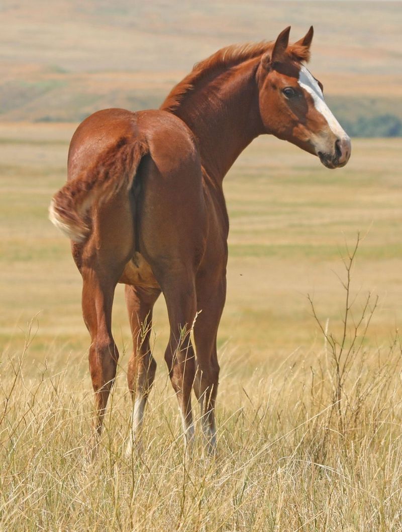 023 - French Flit Princess filly